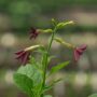 Nicotiana – Perfume Deep Purple – 4.5″ Pot